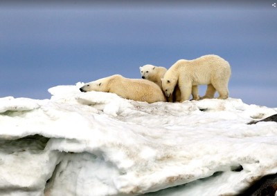 Eisbären in Spitzbergen
