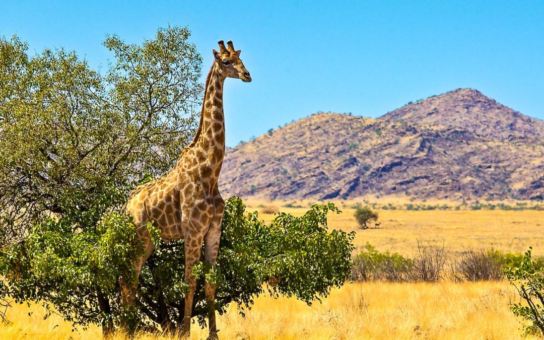 Chamäleon: Namibia – 14 Tage Wunderwelten-Reise Sossusvlei, ab € 2.599,-