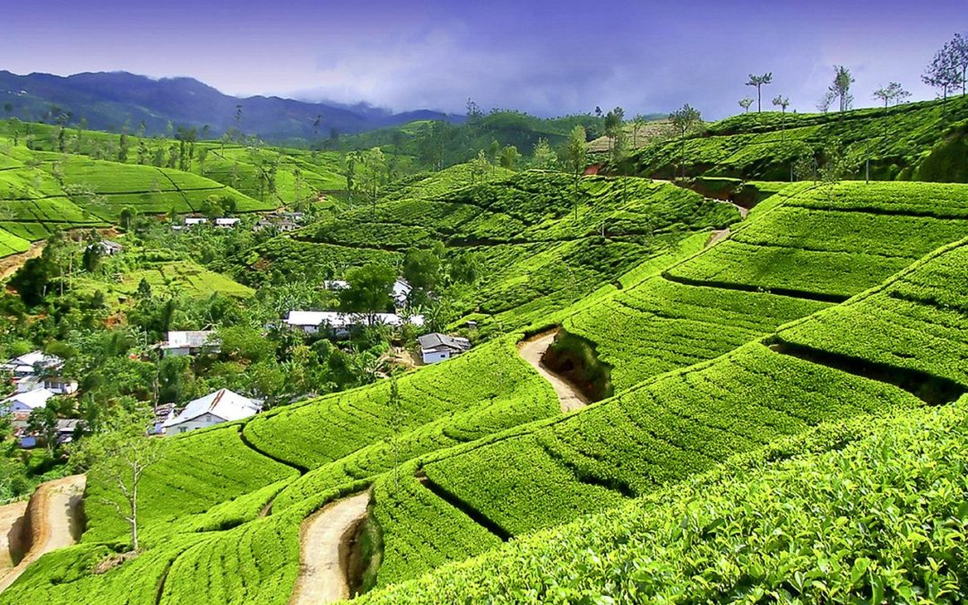 Chamäleon: Sri Lanka – 15 Tage Wunderwelten-Reise Kandy, ab € 2.699,-
